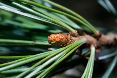 Pinus lambertiana - borovice lambertova - pupen, jehlice
